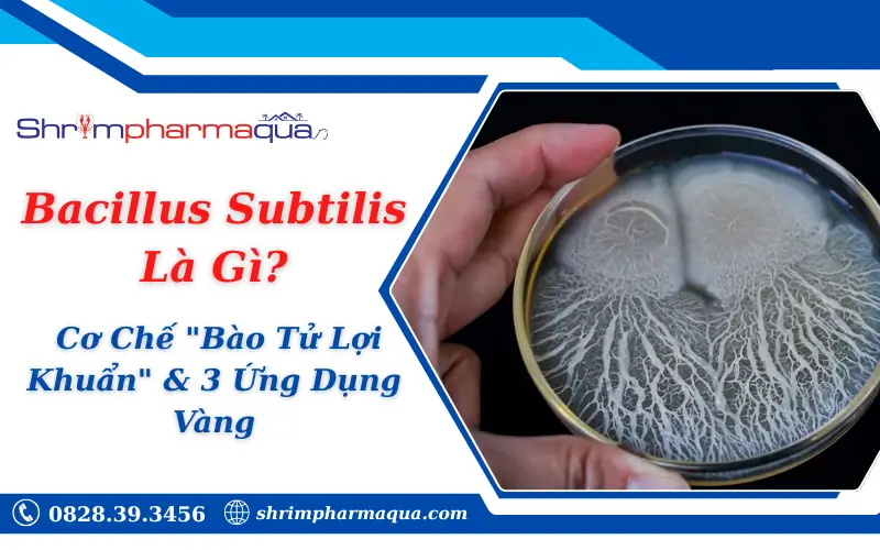 Bacillus Subtilis Là Gì? Cơ Chế "Bào Tử Lợi Khuẩn" & 3 Ứng Dụng Vàng
