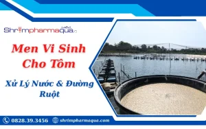 Cách Dùng Men Vi Sinh Cho Tôm