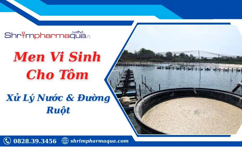 Cách Dùng Men Vi Sinh Cho Tôm