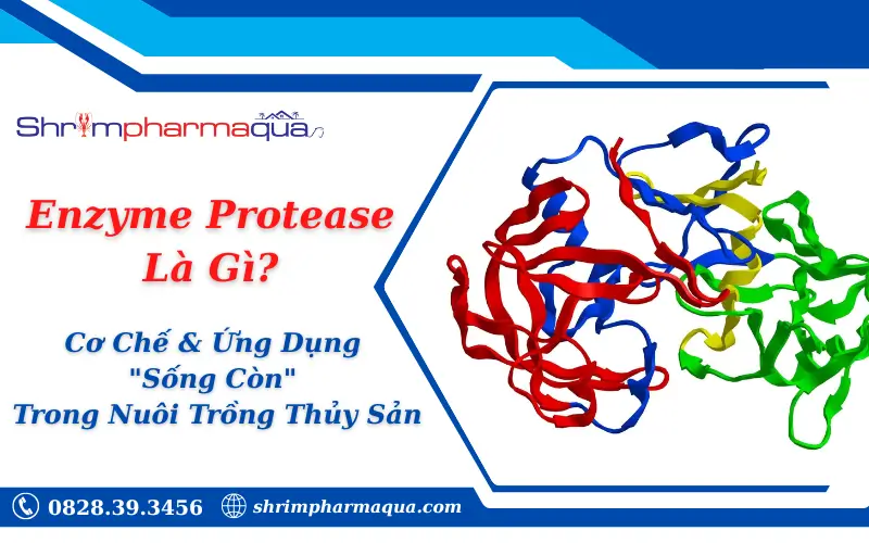 Enzyme Protease Là Gì? Cơ Chế & Ứng Dụng "Sống Còn" Trong Nuôi Trồng Thủy Sản