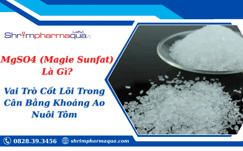 MgSO4 (Magie Sunfat) Là Gì? Vai Trò Cốt Lõi Trong Cân Bằng Khoáng Ao Nuôi Tôm