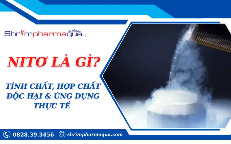 NITƠ LÀ GÌ?