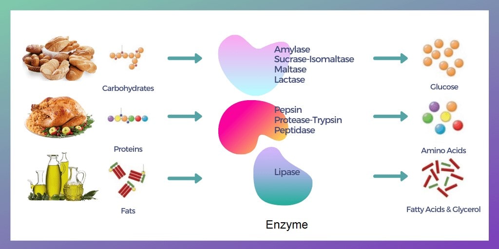 Phân Loại Protease: Exopeptidases và Endopeptidases