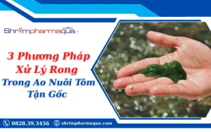 3 Phương Pháp Xử Lý Rong Trong Ao Nuôi Tôm Tận Gốc