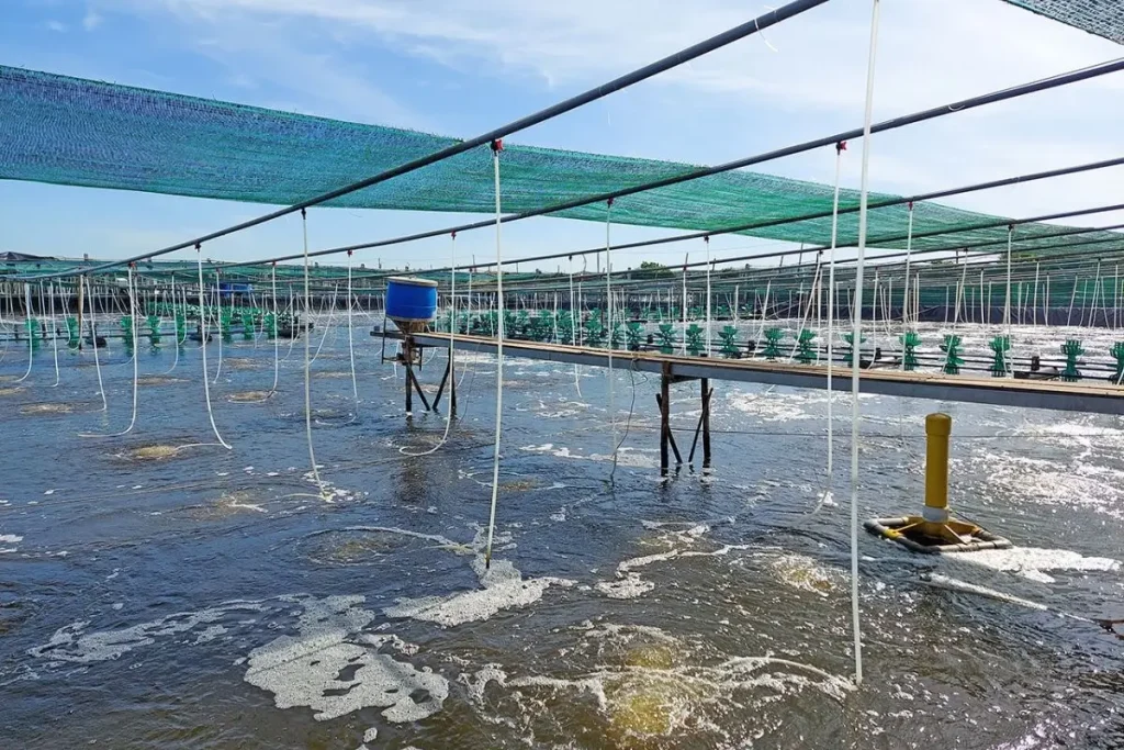 Quy Trình Xử Lý Nước Ao Tôm Trước Khi Thả Giống