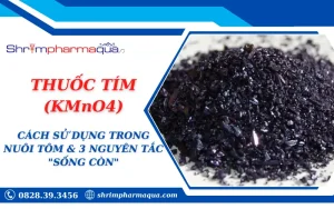 THUỐC TÍM (KMnO4): CÁCH SỬ DỤNG TRONG NUÔI TÔM & 3 NGUYÊN TẮC "SỐNG CÒN"