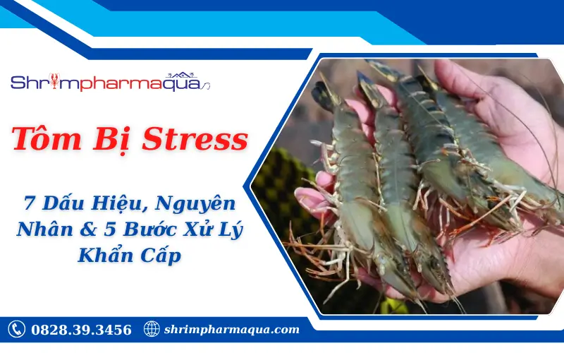 Tôm Bị Stress