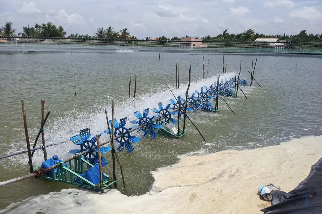 Vai Trò "Sống Còn" Của MgSO4 Trong Ao Nuôi Tôm