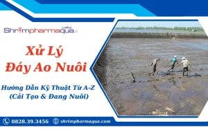 Xử Lý Đáy Ao Nuôi