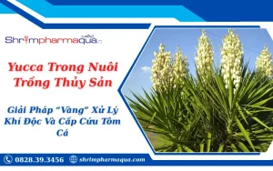 Yucca Trong Nuôi Trồng Thủy Sản