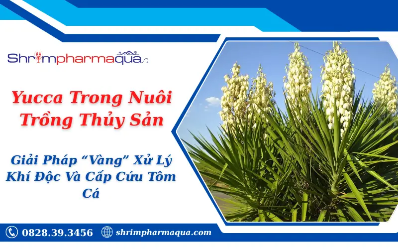 Yucca Trong Nuôi Trồng Thủy Sản