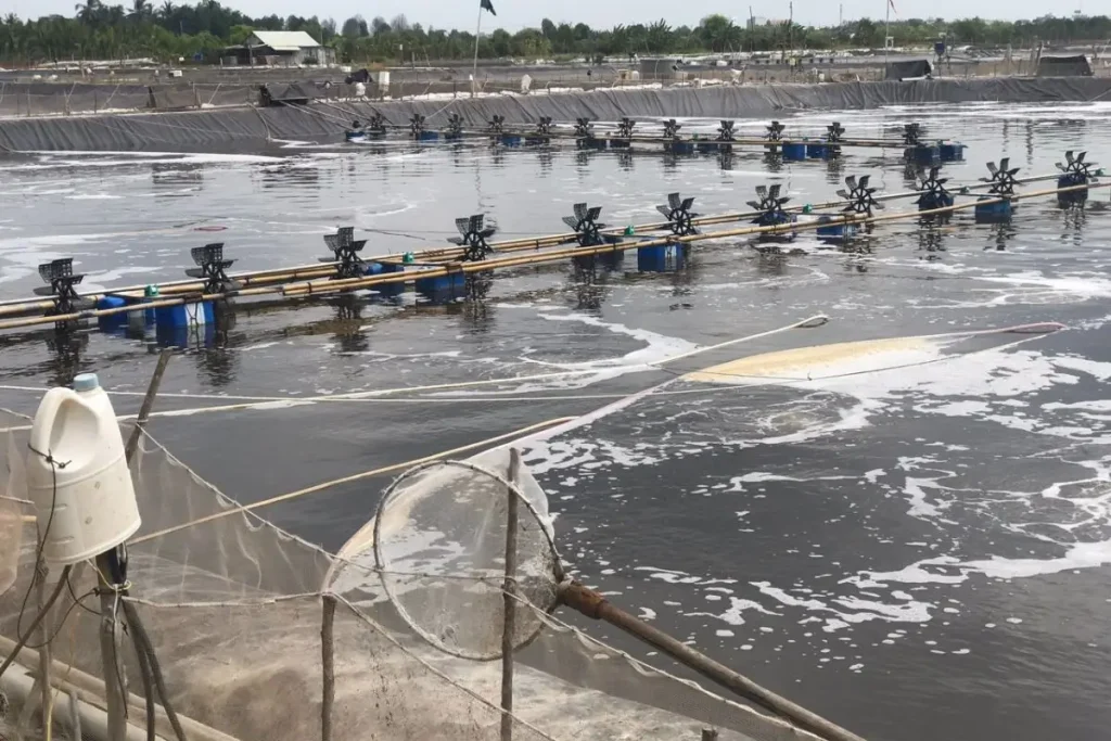 Xử Lý Nước Ao Tôm Bị Nhớt