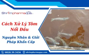 Cách Xử Lý Tôm Nổi Đầu: Nguyên Nhân & Giải Pháp Khẩn Cấp