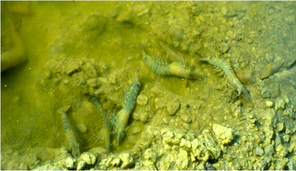 GIẢI PHÁP CẤP CỨU NGAY LẬP TỨC