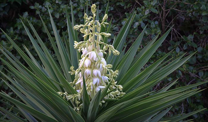 Cây Yucca (Cây Cảnh Trang Trí)