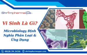 Vi Sinh Là Gì? Microbiology Định Nghĩa, Phân Loại & Ứng Dụng