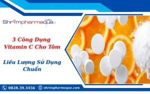 3 Công Dụng Vitamin C Cho Tôm & Liều Lượng Sử Dụng Chuẩn