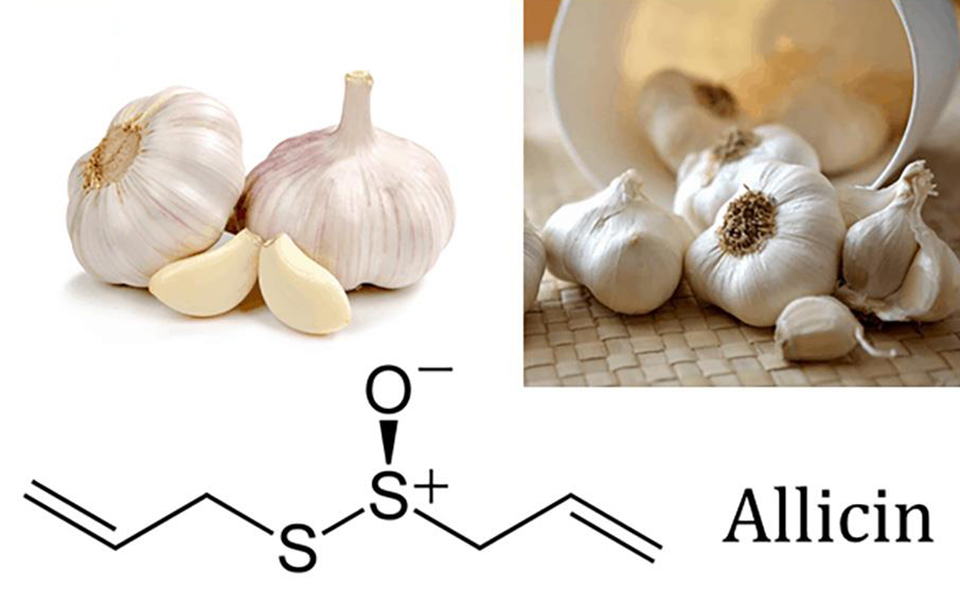 Sơ đồ minh họa quá trình hóa học: Alliin + Enzyme Allicinase + Oxy → Allicin khi tỏi bị đập dập