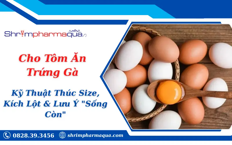 Cho Tôm Ăn Trứng Gà