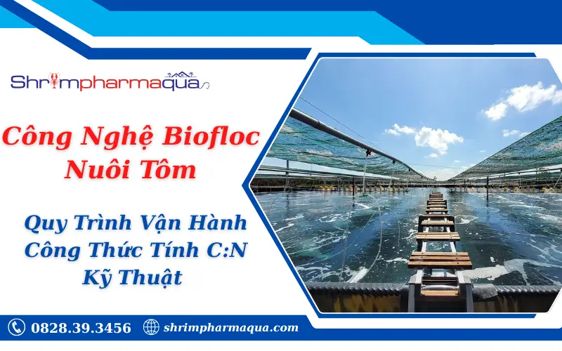 Công Nghệ Biofloc Nuôi Tôm: Quy Trình Vận Hành, Công Thức Tính C:N & Kỹ Thuật
