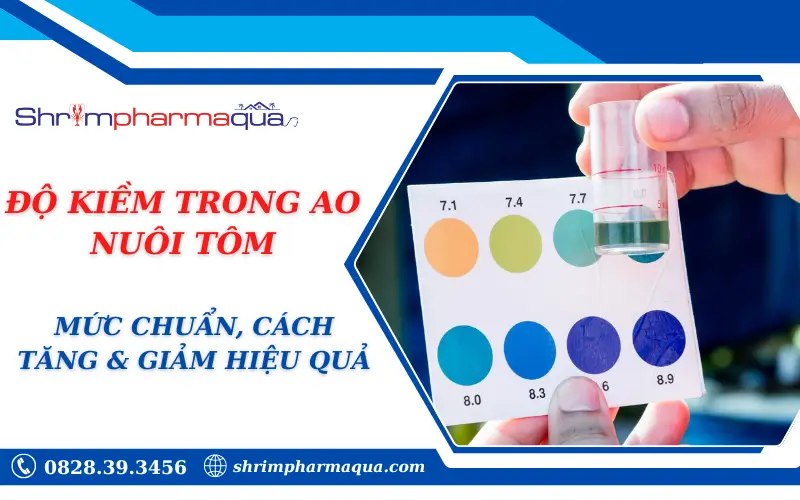 ĐỘ KIỀM TRONG AO NUÔI TÔM: MỨC CHUẨN, CÁCH TĂNG & GIẢM HIỆU QUẢ