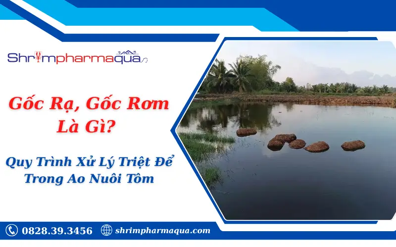 Gốc Rạ, Gốc Rơm Là Gì