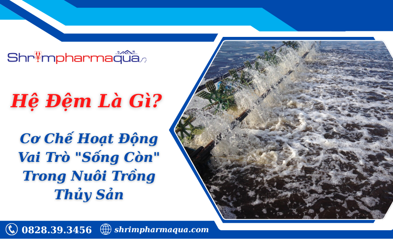 Hệ Đệm Là Gì? Cơ Chế Hoạt Động & Vai Trò "Sống Còn" Trong Nuôi Trồng Thủy Sản