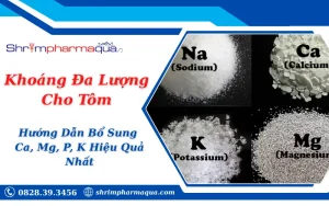 Khoáng Đa Lượng Cho Tôm: Hướng Dẫn Bổ Sung Ca, Mg, P, K Hiệu Quả Nhất