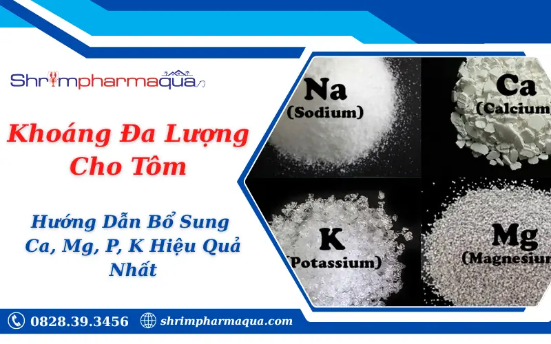 Khoáng Đa Lượng Cho Tôm: Hướng Dẫn Bổ Sung Ca, Mg, P, K Hiệu Quả Nhất