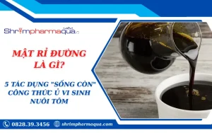 MẬT RỈ ĐƯỜNG LÀ GÌ? 5 TÁC DỤNG "SỐNG CÒN" CÔNG THỨC Ủ VI SINH NUÔI TÔM