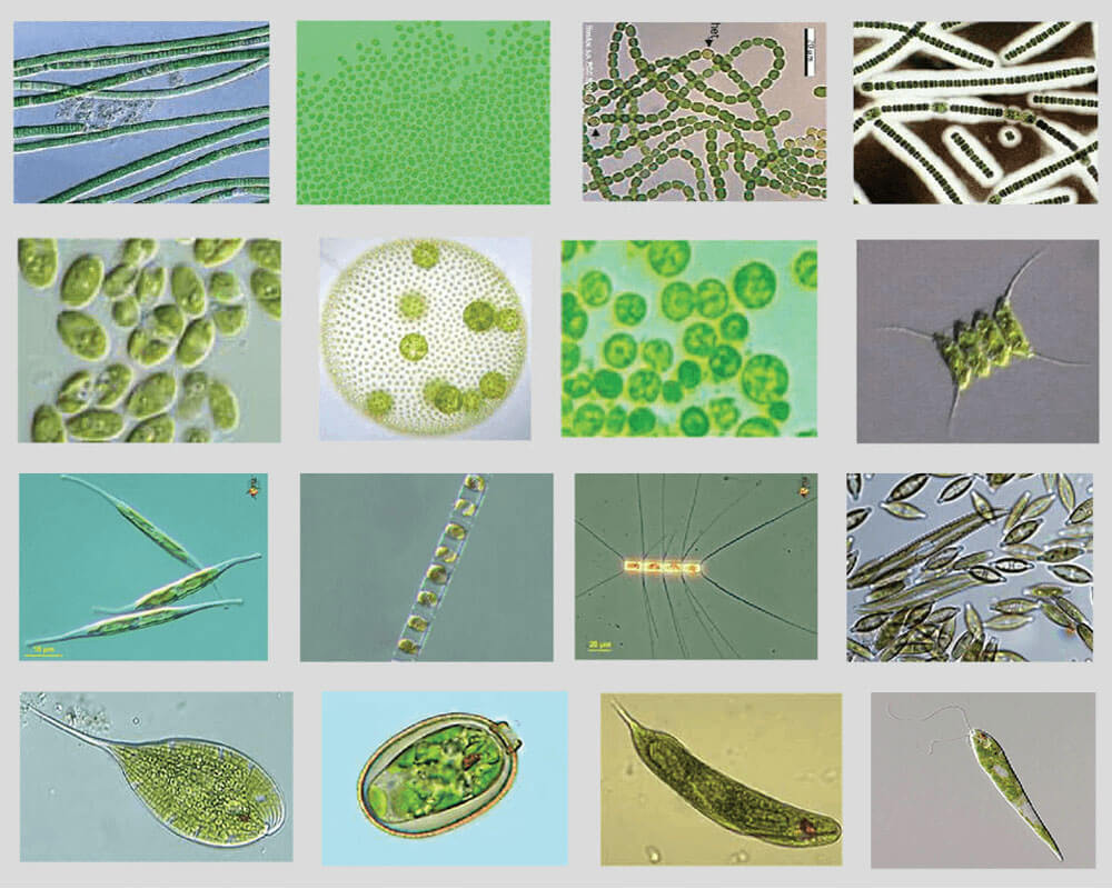 Định Nghĩa & Nhận Diện Tảo Khuê