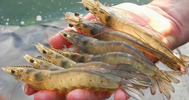 Phân Loại Các Giống Tôm Kinh Tế Phổ Biến