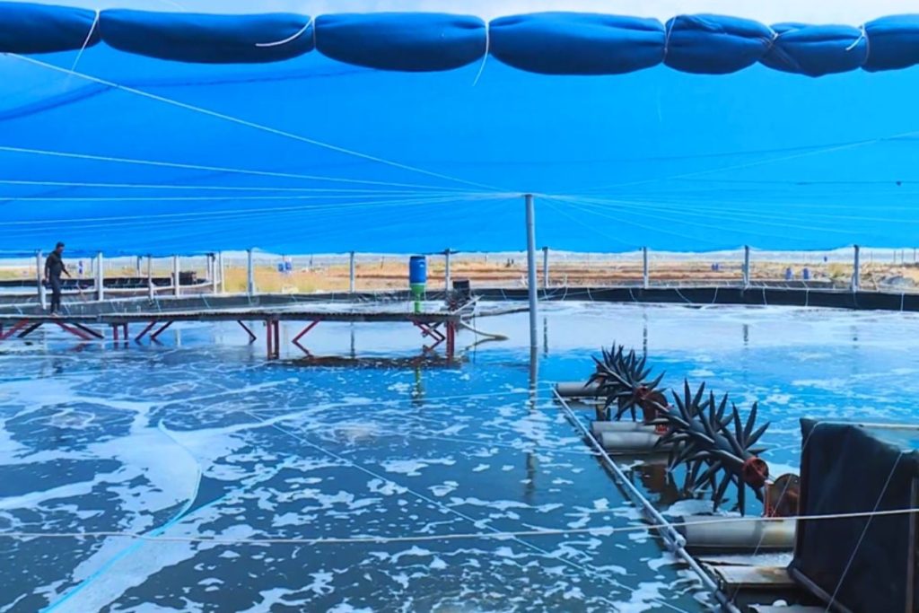 Quản Lý Hệ Thống Biofloc Hàng Ngày