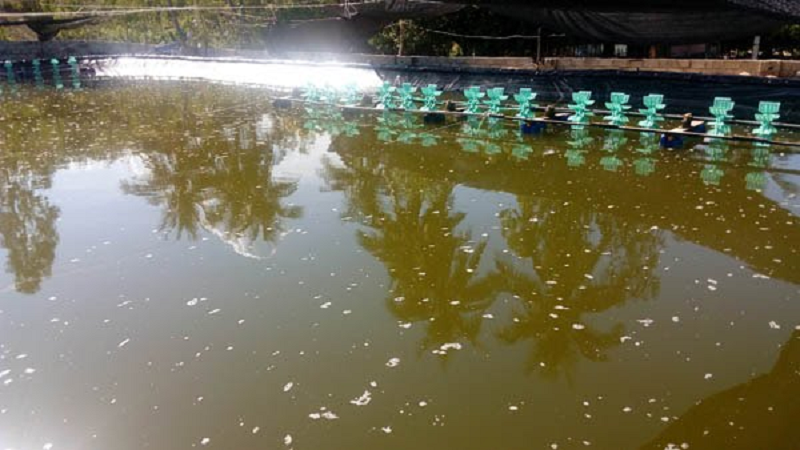 Quy Trình Gây Màu & Tạo Floc