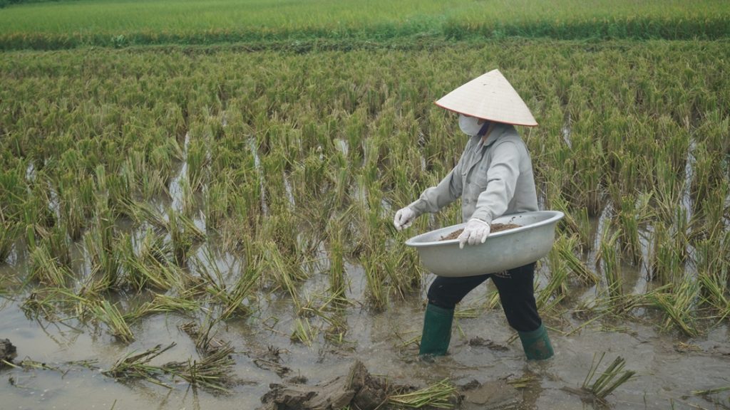 Quy trình xử lý Gốc Rạ chuẩn kỹ thuật