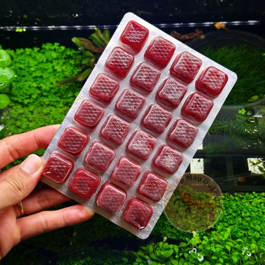 Quy Trình Xử Lý Sạch Trùn Trước Khi Cho Ăn