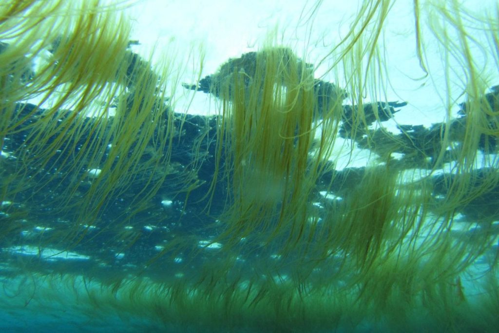 Tai-Sao-Tao-Khue-La-Uu-Tien-So-1-Trong-Nuoi-Tom