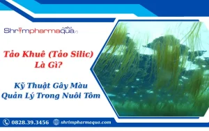 Tảo Khuê (Tảo Silic) Là Gì? Kỹ Thuật Gây Màu & Quản Lý Trong Nuôi Tôm