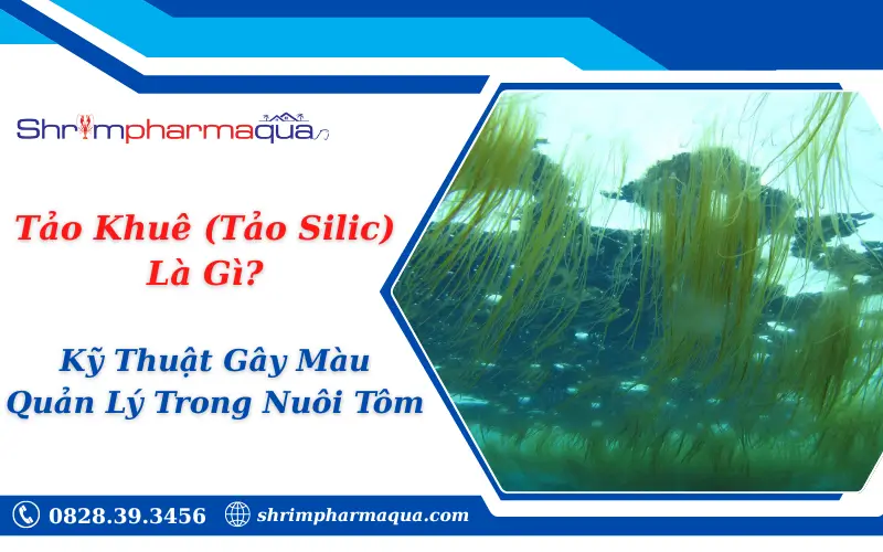 Tảo Khuê (Tảo Silic) Là Gì? Kỹ Thuật Gây Màu & Quản Lý Trong Nuôi Tôm