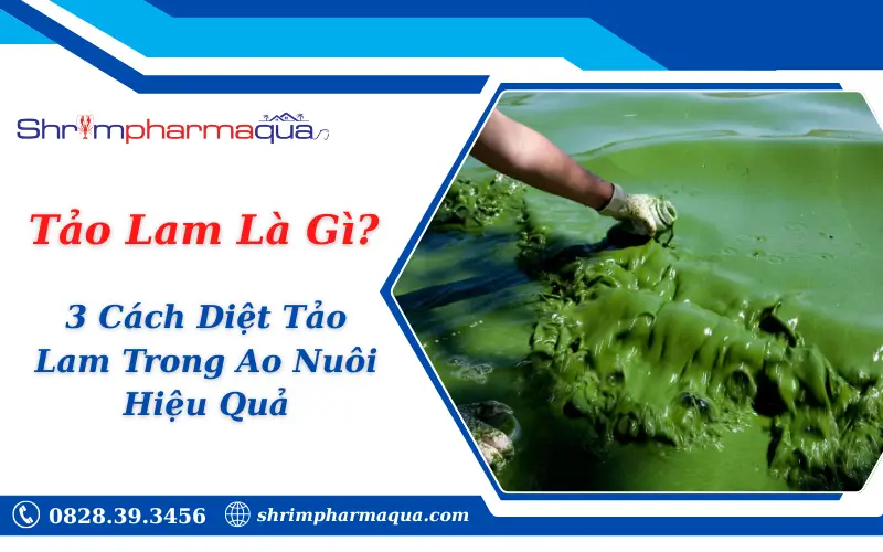 Tảo Lam Là Gì? 3 Cách Diệt Tảo Lam Trong Ao Nuôi Hiệu Quả
