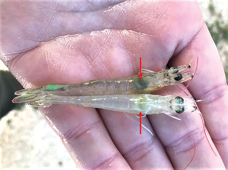 Tôm có dấu hiệu bệnh hoại tử gan tụy cấp