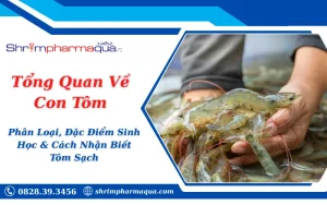 Tổng Quan Về Con Tôm: Phân Loại, Đặc Điểm Sinh Học & Cách Nhận Biết Tôm Sạch