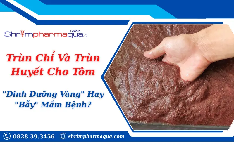 Trùn Chỉ Và Trùn Huyết Cho Tôm: "Dinh Dưỡng Vàng" Hay "Bẫy" Mầm Bệnh?