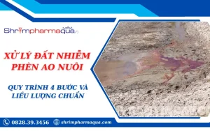 XỬ LÝ ĐẤT NHIỄM PHÈN AO NUÔI