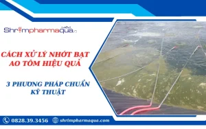 CÁCH XỬ LÝ NHỚT BẠT AO TÔM HIỆU QUẢ: 3 PHƯƠNG PHÁP CHUẨN KỸ THUẬT