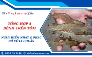 TỔNG HỢP 5 BỆNH TRÊN TÔM NGUY HIỂM NHẤT & PHÁC ĐỒ XỬ LÝ CHUẨN