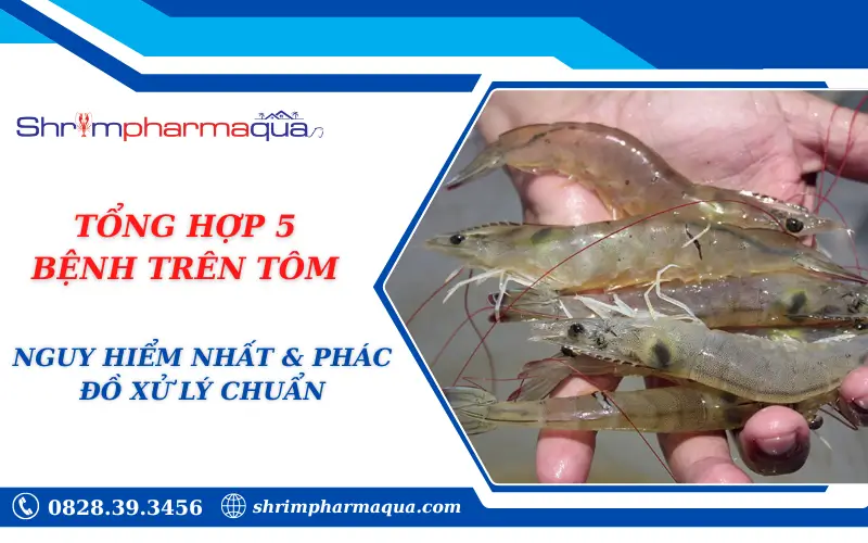 TỔNG HỢP 5 BỆNH TRÊN TÔM NGUY HIỂM NHẤT & PHÁC ĐỒ XỬ LÝ CHUẨN