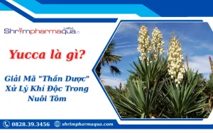 Yucca Là Gì? Giải Mã "Thần Dược" Xử Lý Khí Độc Trong Nuôi Tôm