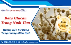 Beta Glucan Trong Nuôi Tôm: Hướng Dẫn Sử Dụng Tăng Cường Miễn Dịch