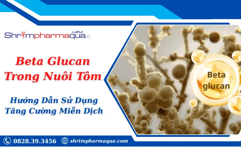 Beta Glucan Trong Nuôi Tôm: Hướng Dẫn Sử Dụng Tăng Cường Miễn Dịch